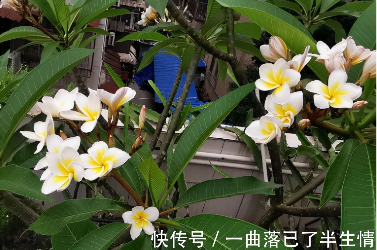 6种小众花,开花特别美,但很少有人养