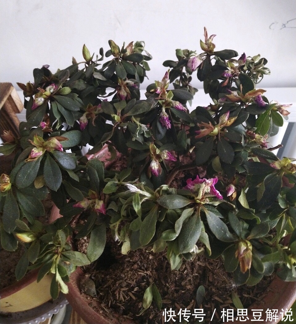 养花很简单，看懂4个“信号”，就知道怎么养好了