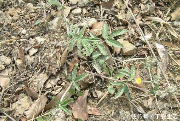 野菜|这种野草全身都是宝，嫩茎是野菜根部能生吃，价值高你见过吗？