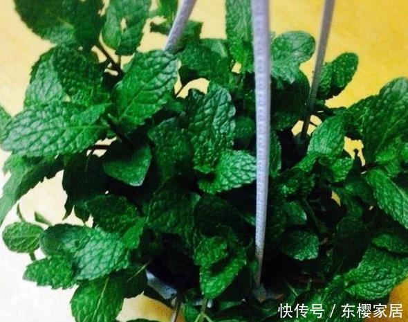 枝条|捡了一根枝条一粒种子,种出二十盆漂亮的花,根本不用花钱买花