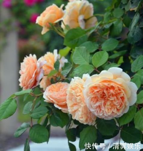 花色|养花就养这几款,全年开花不停,花色鲜艳夺目,美艳迷人