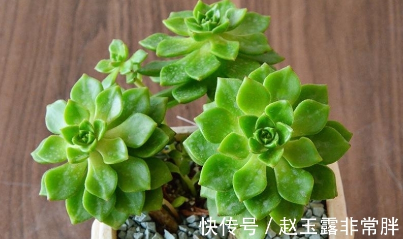 家中光照差别养8种多肉,它们容易变成“豆芽菜”,没有观赏价值