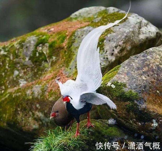 白鹇|白鹇鸡!太美了!