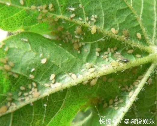 小黑飞|花盆里撒点料,花草再也不长虫,盆栽枝繁叶绿花又多!