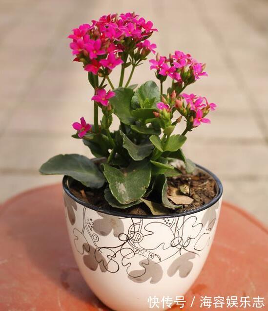 长寿|长寿花为什么不开花教你2种养护开花方法，花开不断轻松爆满盆