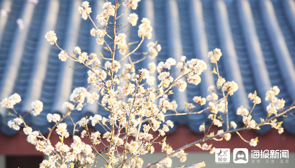 老年|南京：樱桃花开花满枝 洁白花瓣与大红古建相映成趣