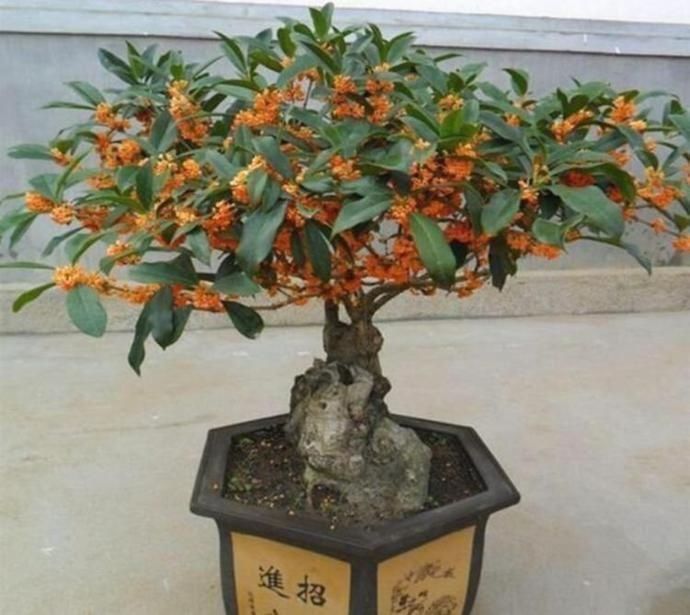 元宝花|养花就养个花期长的,花大色艳,堪称是开花机器,养在阳台极美了