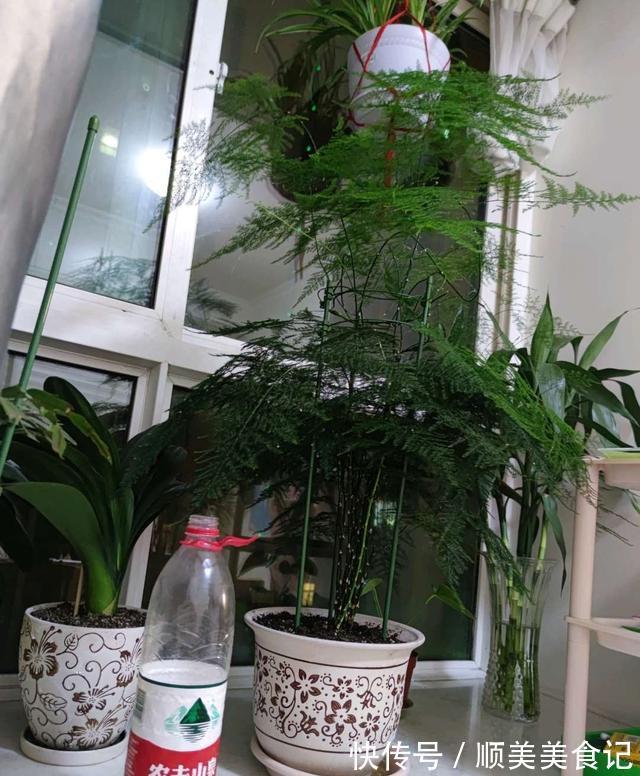 空气|俗话说人养花,花养人,这5种花放在家里好处多,全家老少更健康