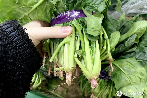 菜市场买菠菜，别管圆叶尖叶，切记“3不买”，回回挑到好菠菜