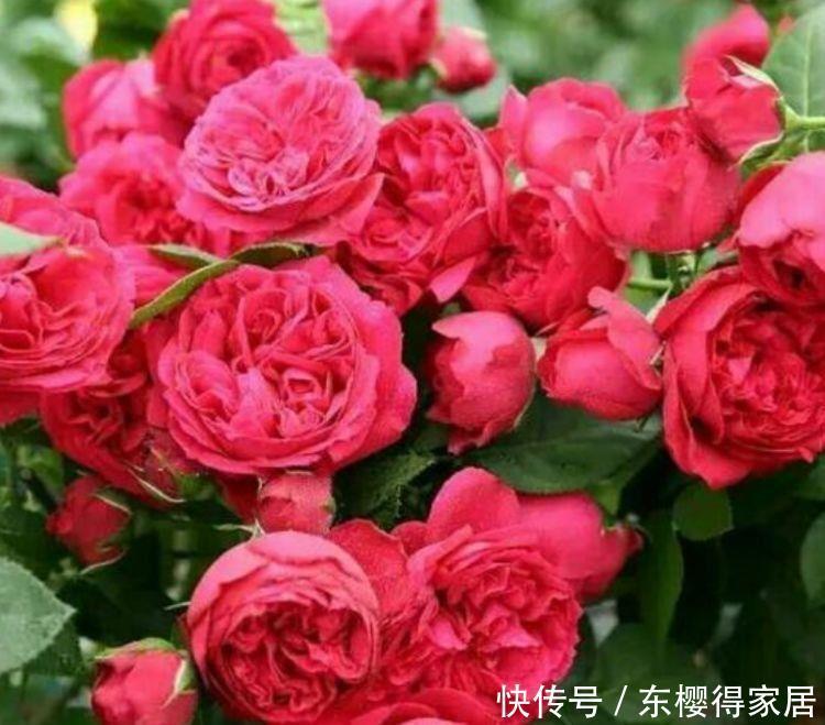 4种花好养易活开花漂亮，花色艳丽，花瓣层层叠叠