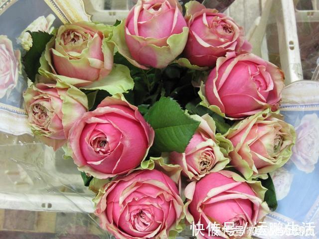 25款勤花又好养的月季品种推荐。新手一定要来一颗,盆栽地栽都行