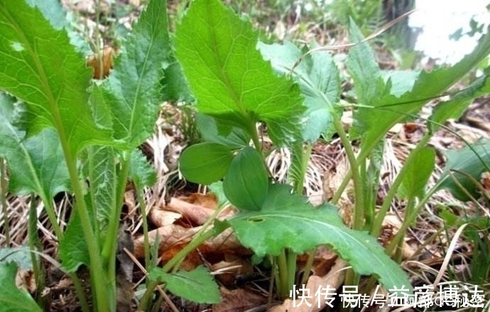 红背菜|农村4种常见野菜,殊不知强身补男,比名贵药材好,见到别踩死