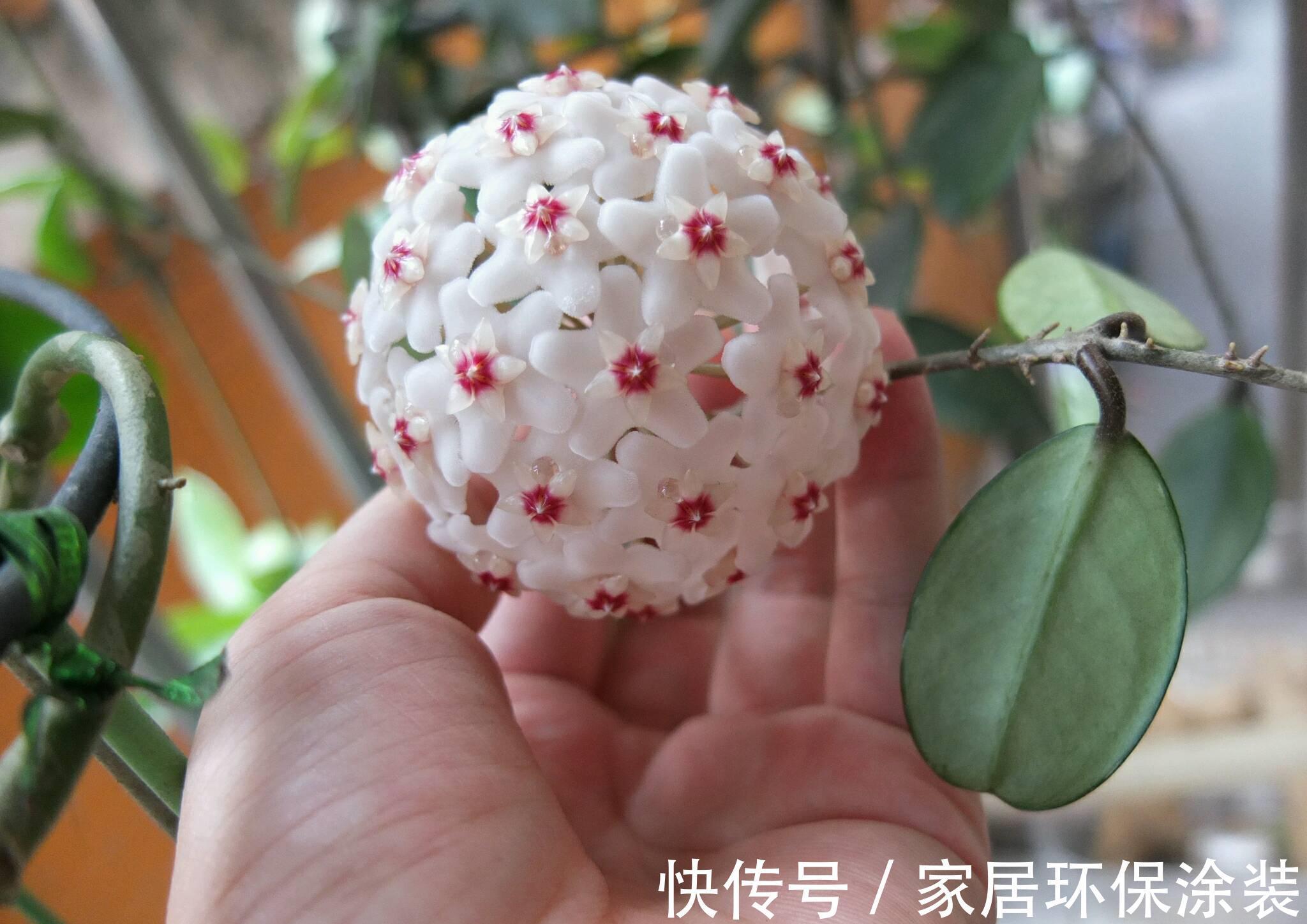 夏天|7种漂亮花,自带“体香”,阳台养一盆,家里就像喷香水