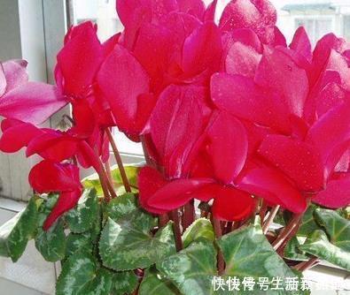 休眠|夏天养花有大学问,这三种花千万管住手,不然最后只剩盆