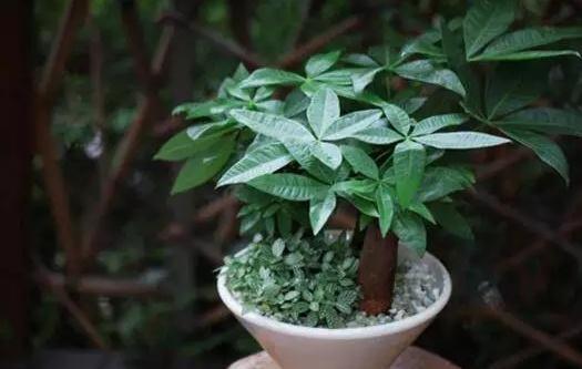 自制花肥太臭那就用点“它”，5天一小勺，绿萝长寿……都能用