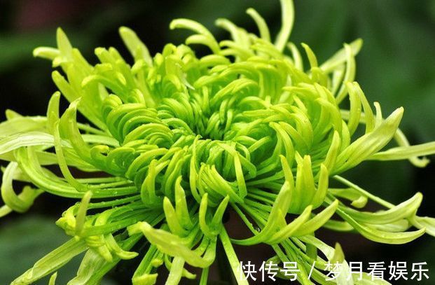 珍稀名菊|喜欢菊花,不如养盆“珍稀名菊”绿窗纱影,似美人秀发,纱影舞魅