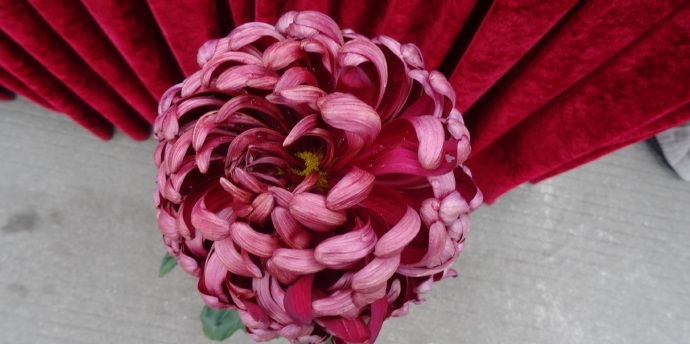 喜欢菊花,不如试试“稀有名品”凤羽明霞,造化神秀,美极了!