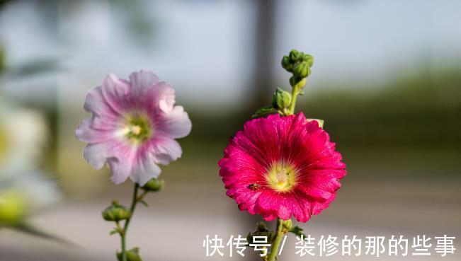 良心好花|5种被世俗耽误的良心好花,完美诠释了“我很普通,但很美”