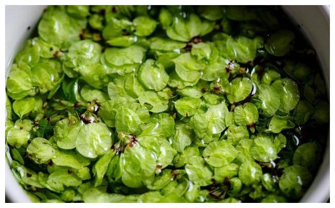 春天难得的一种野菜,过去白送不爱吃,如今10元1斤难买到