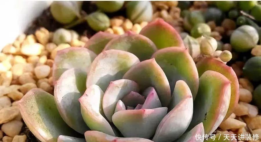 南北方多肉植物越冬，做好以下几点轻松搞定