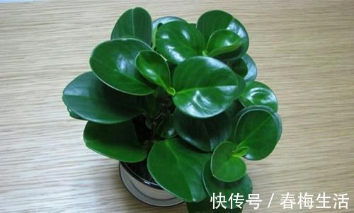 夏天8种花不用买,掐个叶子就能插活,让你的阳台变花园