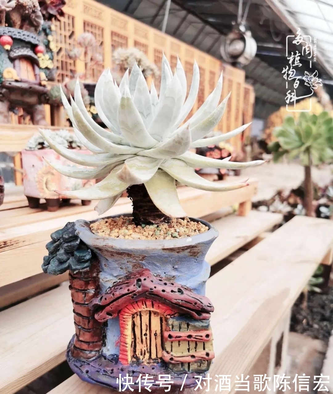 多肉桃花源:别人笑我太疯癫,我笑他人看不穿!