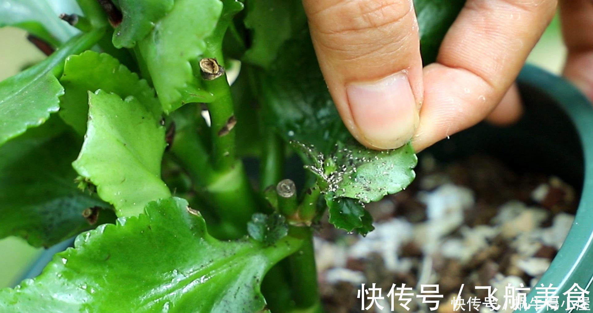 烂根|长寿花养不好?5个难题解决掉,养一盆爆一盆,不黑不烂,花更棒