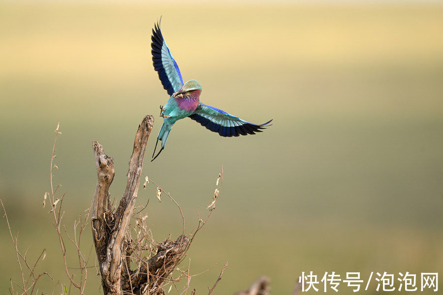 样片|高素质！尼康Z 400mm f/2.8 TC VR S实拍样片