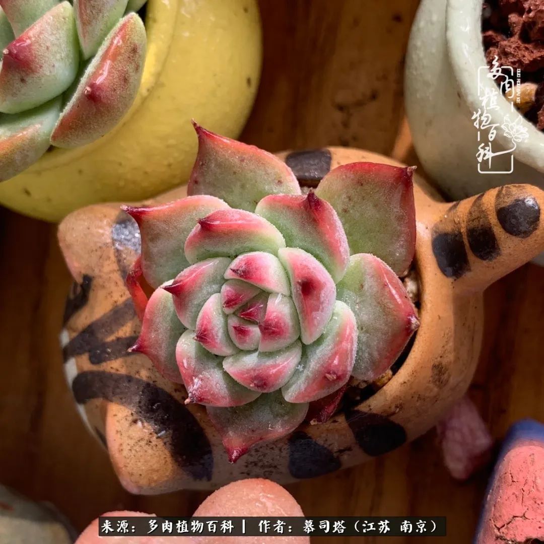 当多肉小白磕上吉娃娃！把自己都要美哭了！