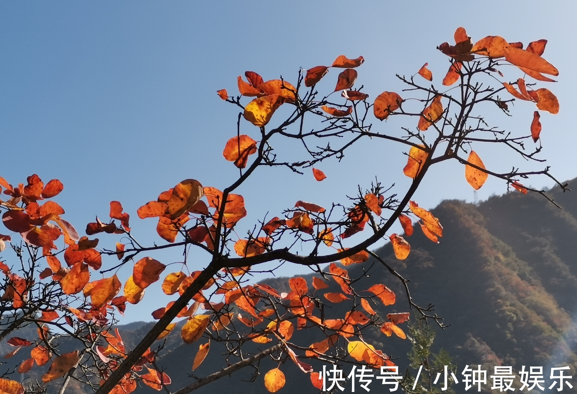 刘禹锡|西安秋色｜太平峪圭峰山红叶