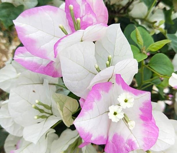 农历九月二十霜降后，养什么花？以下3种花，四季平安五福临门