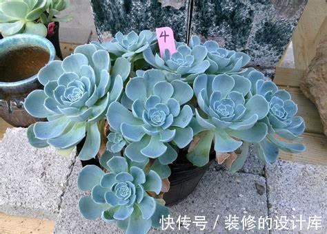 多肉|养花试试这几款，红色的叶尖点缀着叶片，非常优美