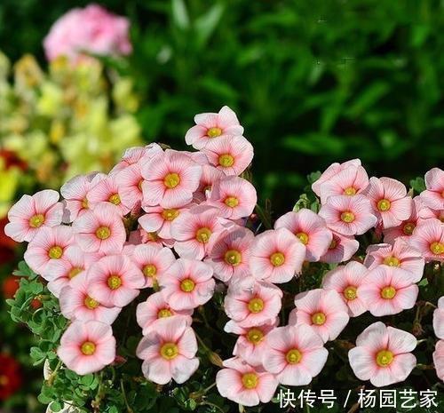 养花|什么羊粪、有机肥都不如1种小粉末,养花喂一勺,开花量翻倍!