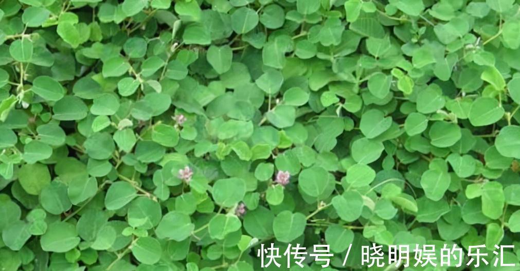 金钱草|在农村的朋友，若遇到这种野草不要踩，它价值珍贵，对结石很有效