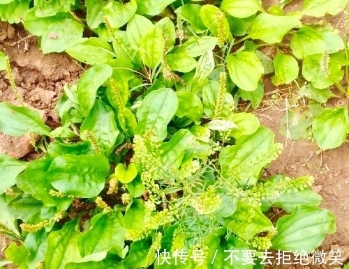 失眠|失眠的人有福了！用此“救命草”泡水喝，补脑补血，远离失眠烦恼