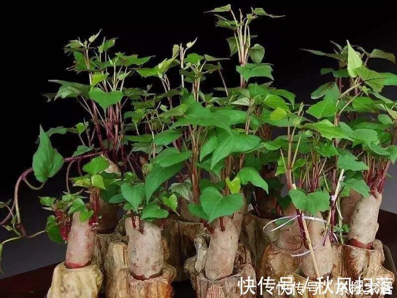 小森林|蔬菜中的“皇后”,比绿萝还好看,一个月长成小森林,天天炒菜吃