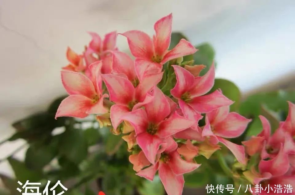 花期|45种长寿花，个个都是高颜值，家里养几盆，美得移不开眼