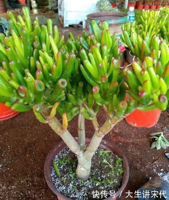 电器|养花时最爱“犯的5个错”，养一盆死一盆，全做过的请举手！