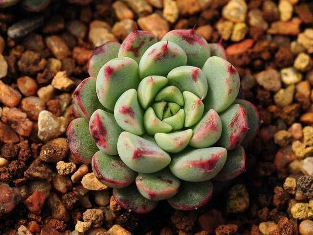 肥料|养多肉只知道“少浇水多晒太阳”早不行了,还得这样做