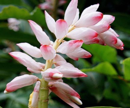 外形像芭蕉,开花宛如一抹胭脂红,爬山见到采回家