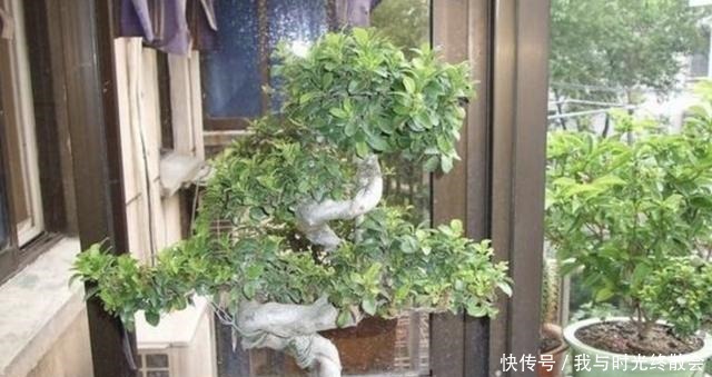弹子|上万1棵的“盆景树”,养2盆“镇宅”,观赏价值也高,关键值钱!