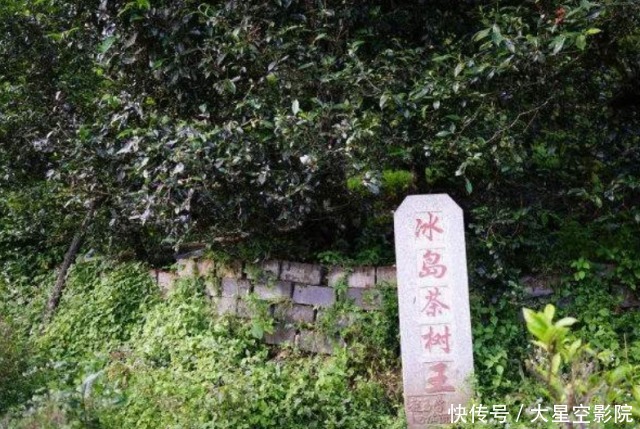 云南大山深处一村落：家家都住别墅，满山都是摇钱树收入不菲