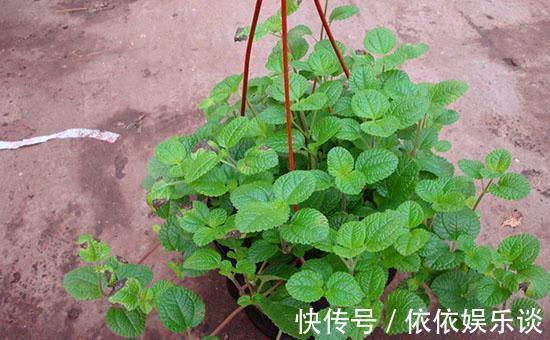 养3种“吸毒草”,客厅养2盆,吸走“二手烟”,身体健康!