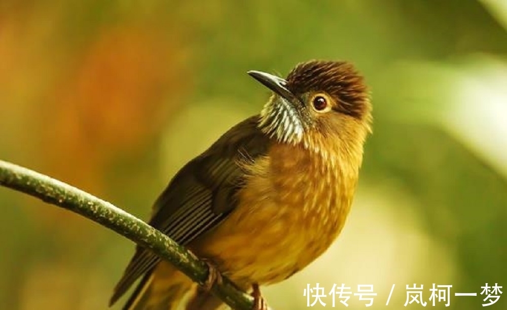 惊天$男子捡到一只雌鸟,导致三家被灭门!另一只雄鸟揭开这桩惊天惨案