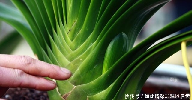 花盆|君子兰出现5个“症状”,就算是夏天,也建议您及时翻盆