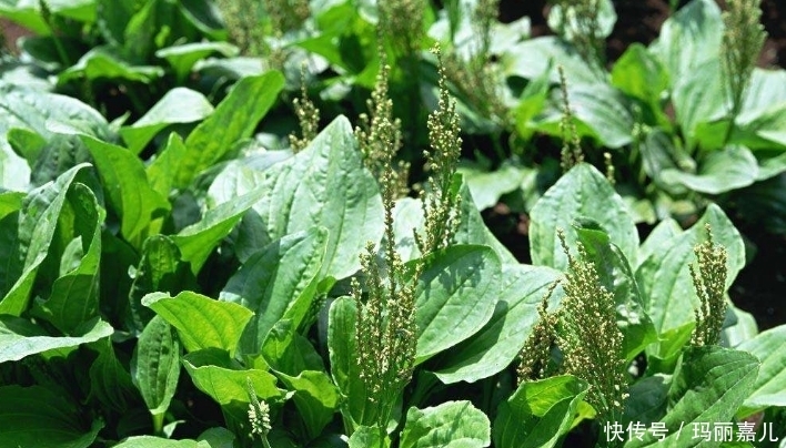 急慢性盆腔炎|老人在农村采摘的野菜,降血压,清肝明目,每天吃一点健康常伴