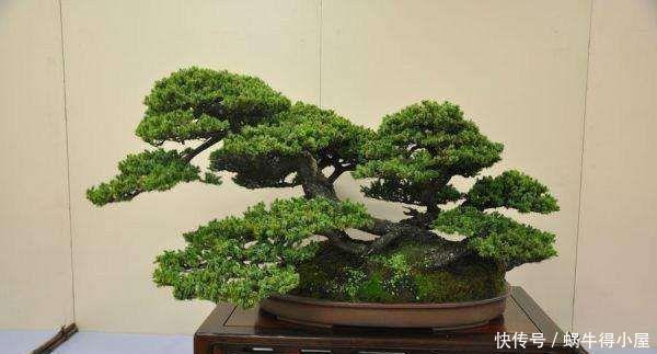 花友公认具有灵性的绿植，你需要知道它们