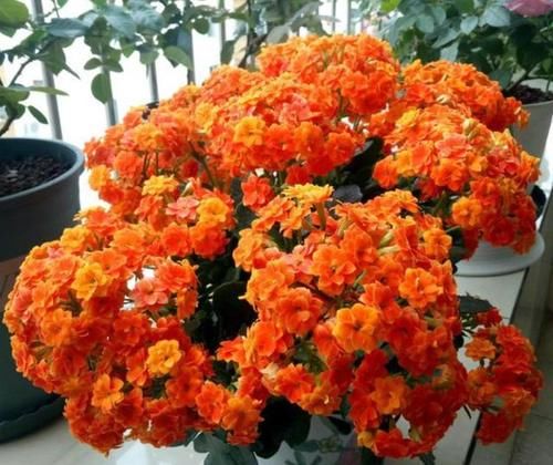 种植长寿花,园土和营养土哪个好?结果发现差别就在“这里”