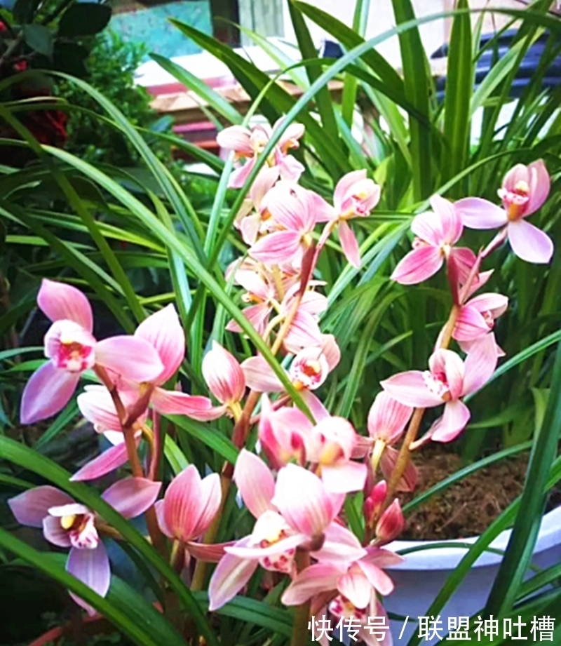 最有“爆发力”的兰花,12月火力全开,花色顶级,怎么看都觉得美