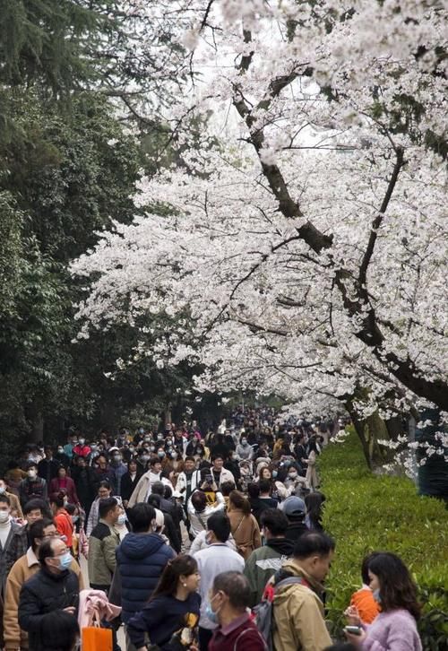 花开醉人